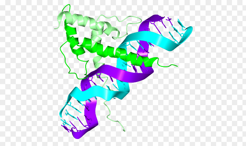 Basic Helixloophelix Helix-loop-helix Structural Motif Helix-turn-helix DNA-binding Domain PNG