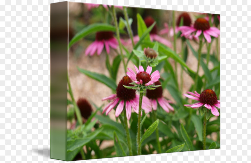 Black Eyed Susan Coneflower Wildflower PNG