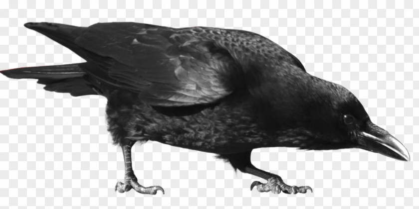 Crow Common Raven Carrion Clip Art PNG
