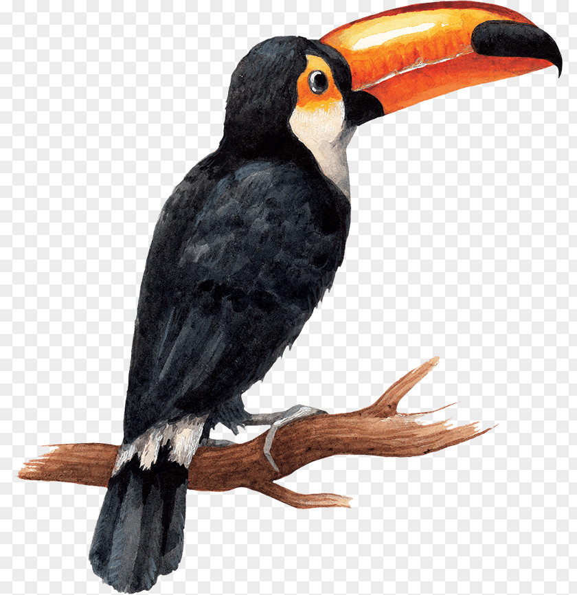 Design Toucan Watercolor Painting Drawing Stock Photography PNG