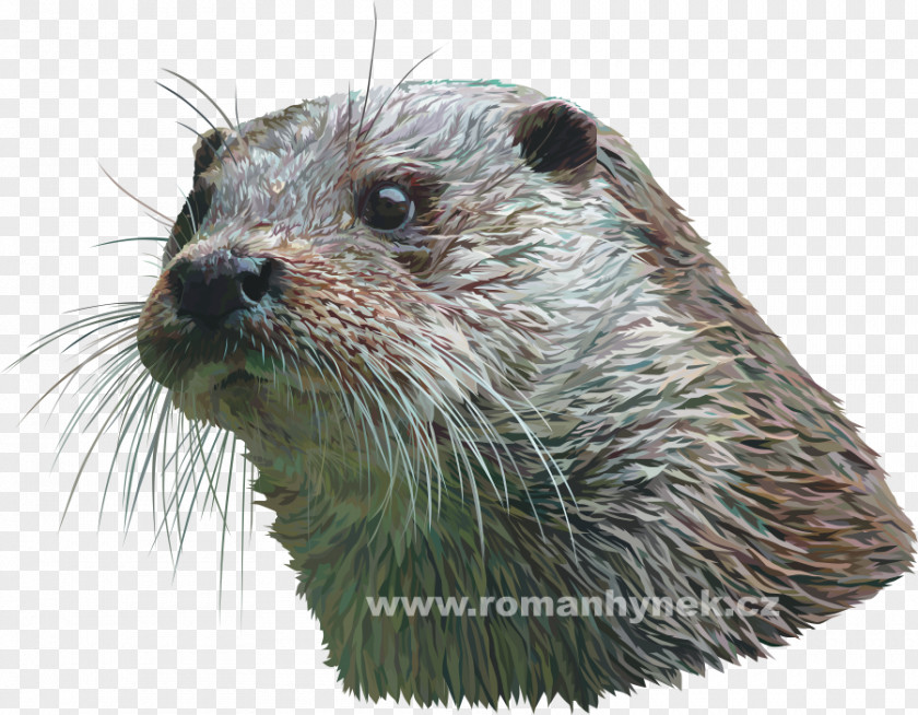 Draw Eurasian Otter Mammal Carnivora Ocelot PNG