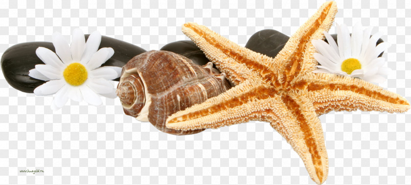 Starfish Desktop Wallpaper Clip Art PNG