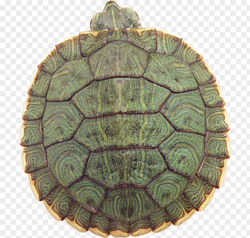 Tortuga Sea Turtle Download PNG