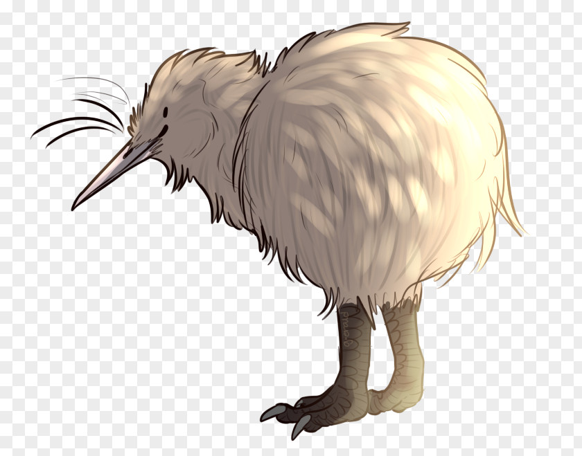 Bird Flightless Okarito Kiwi Feather Beak PNG