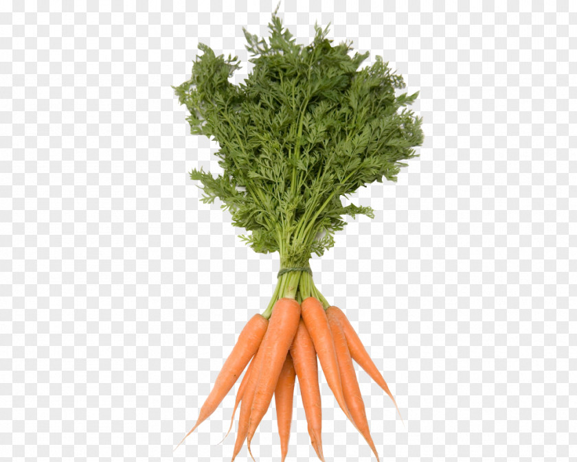 Carrot Utah Vegetable Stock Photography Royalty-free PNG