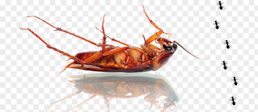 Cockroach Mosquito Pest Control Bed Bug PNG