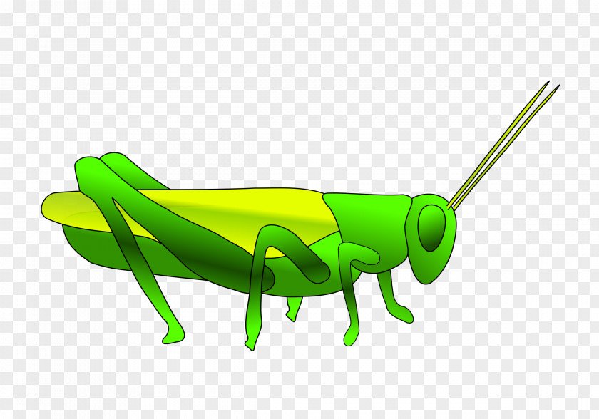 Grasshopper Clip Art PNG