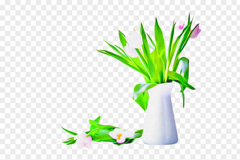 Houseplant Plant Stem Flowers Background PNG