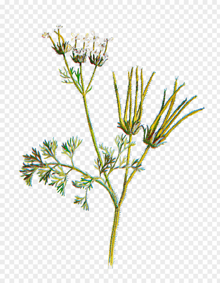 Plant Flower Stem Grass Herb PNG