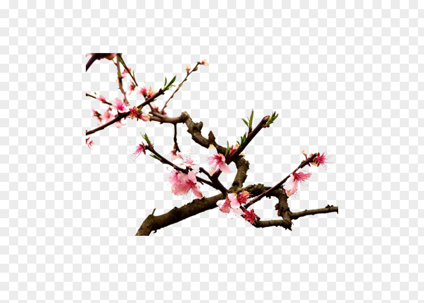 Plum Flower Twig Cherry Blossom Spring Plant Stem Petal PNG