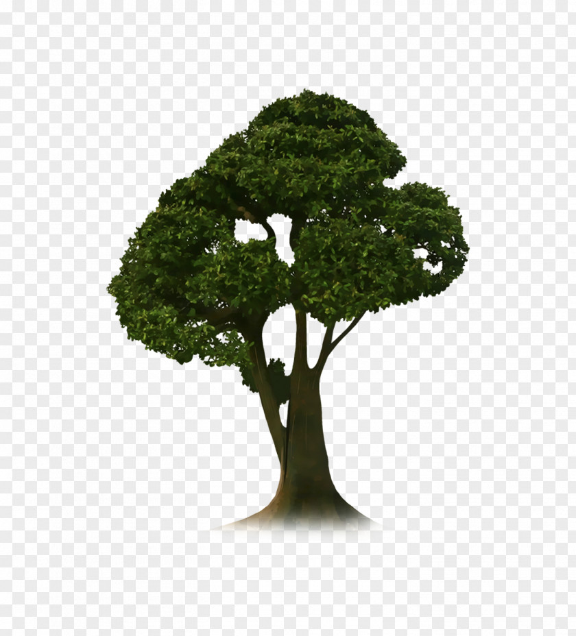 Tea Tree PicsArt Photo Studio Woody Plant PNG