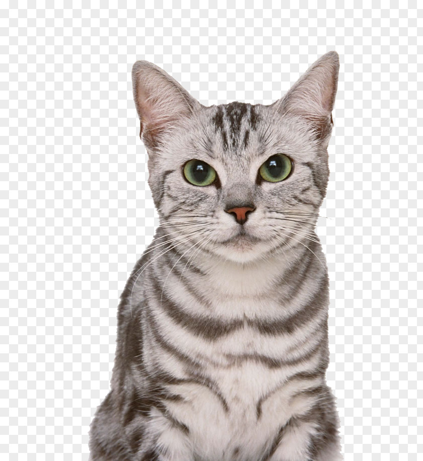 American Shorthair Pictures PNG