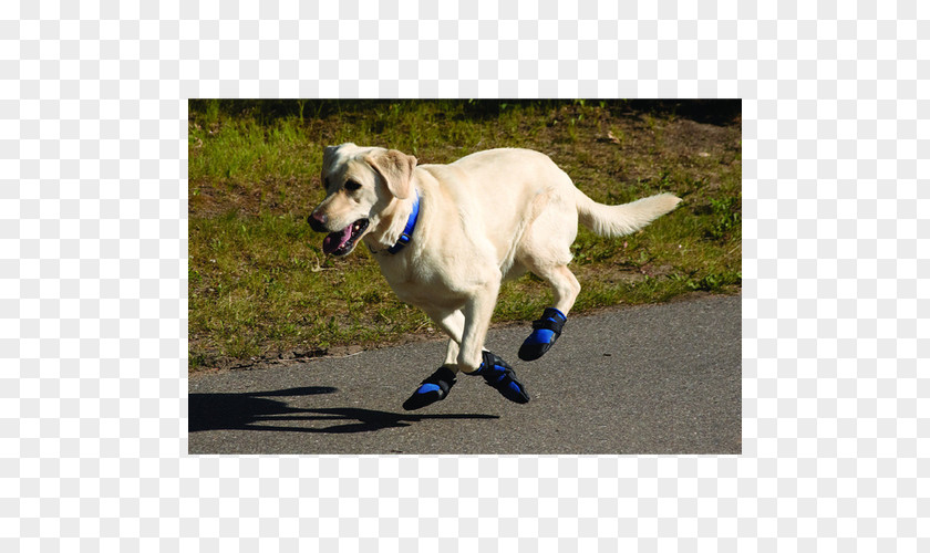 Boot Labrador Husky Dog Booties Paw Pet PNG