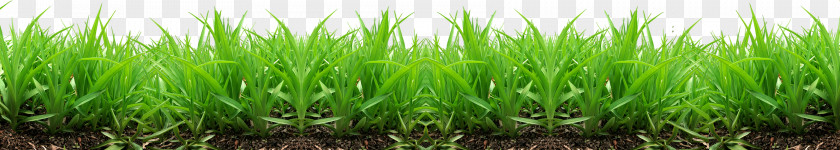 Grass Image, Green Picture Lawn Industry Wallpaper PNG