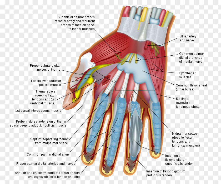 Hand Wrist Carpal Bones Human Body Finger PNG