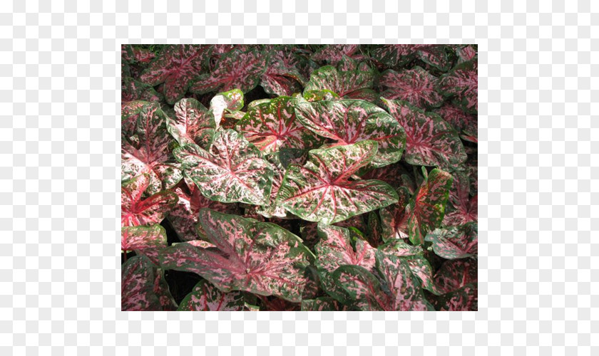 Leaf Groundcover Shrub PNG