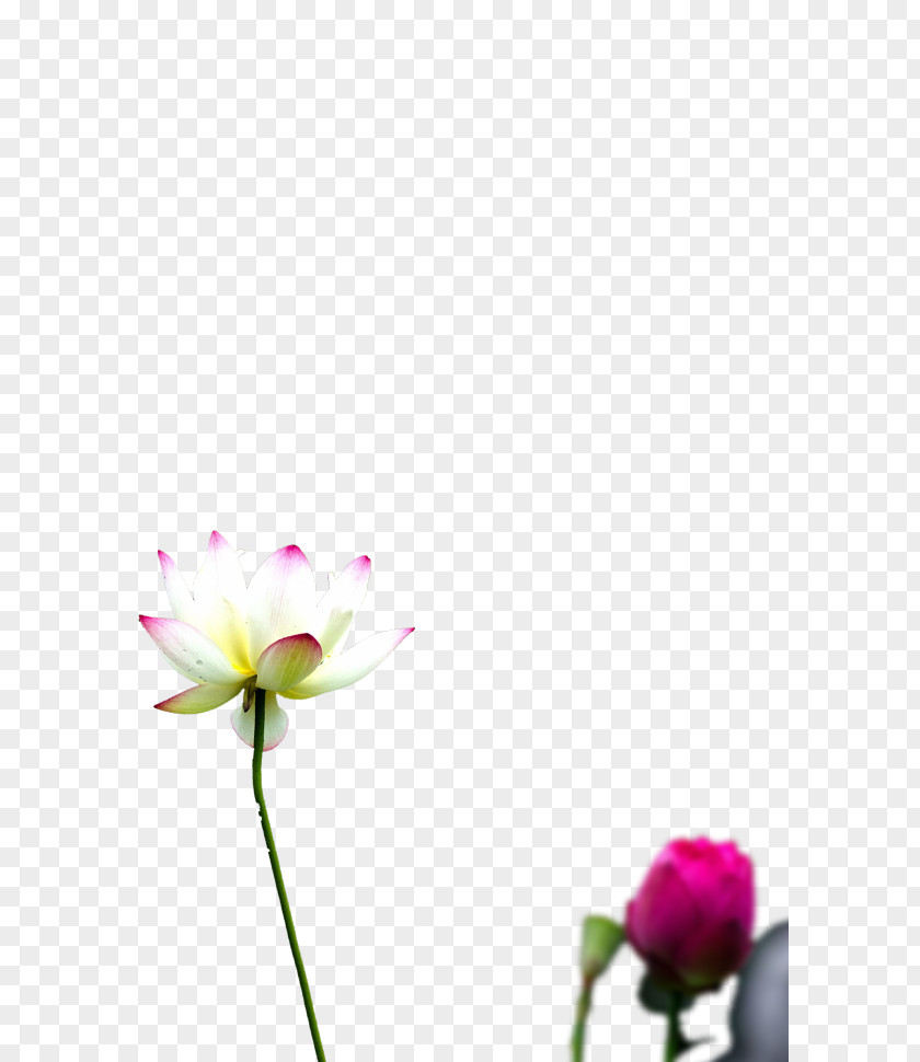 Message Daxue Xiaoxue Solar Term Xiazhi Flower PNG