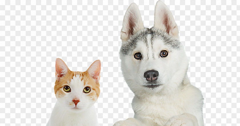 Rescue Heroes Siberian Husky Whiskers Canaan Dog Cat PetSmart PNG