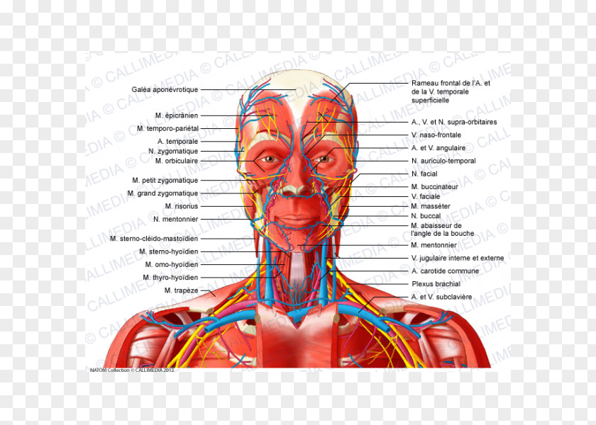 Skull Head And Neck Anatomy Anterior Triangle Of The Muscle Human Body PNG