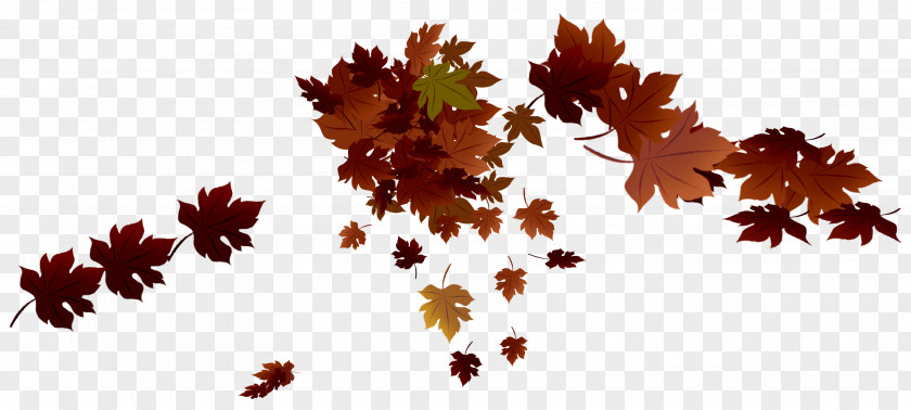 Autumn Leaves Maple Leaf Color PNG