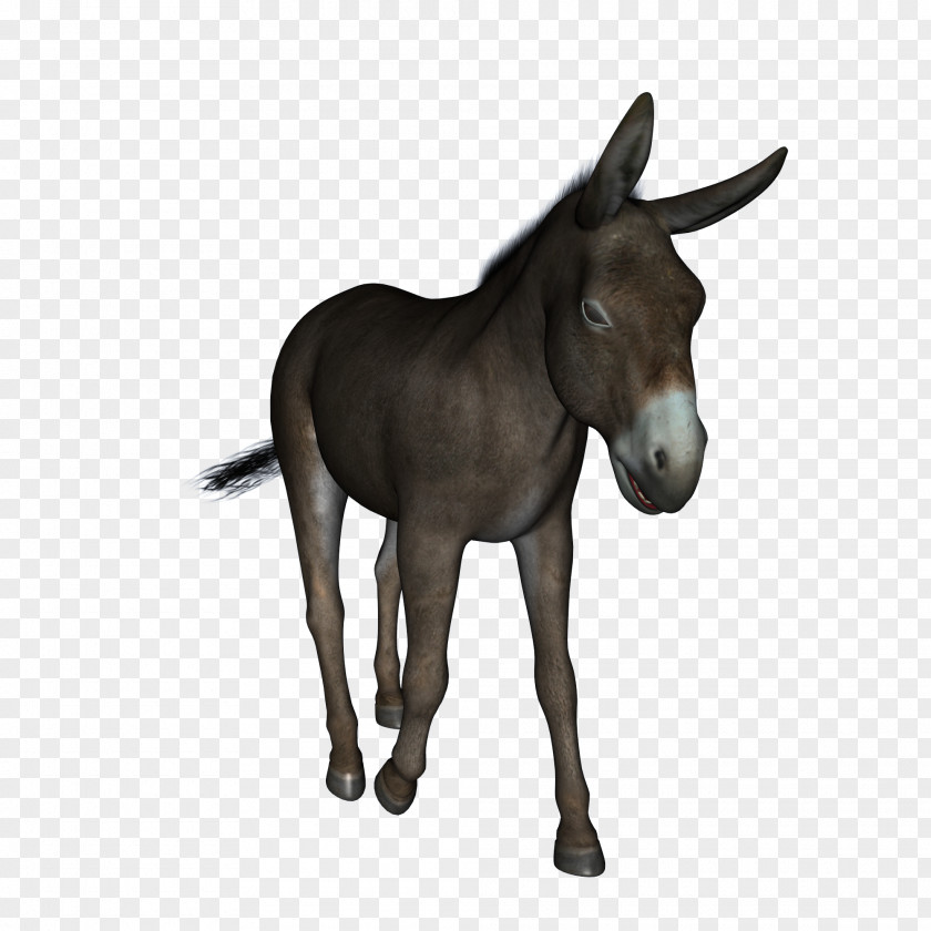 Donkey Mule Jennet PNG