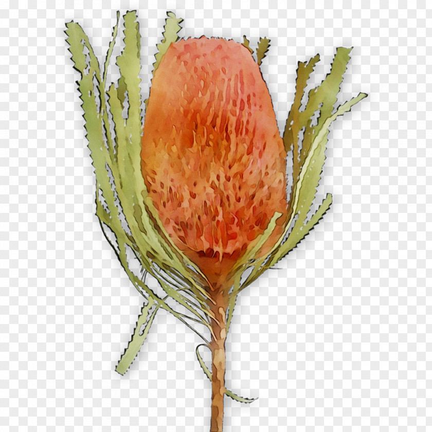 Flower Vegetable Fruit PNG