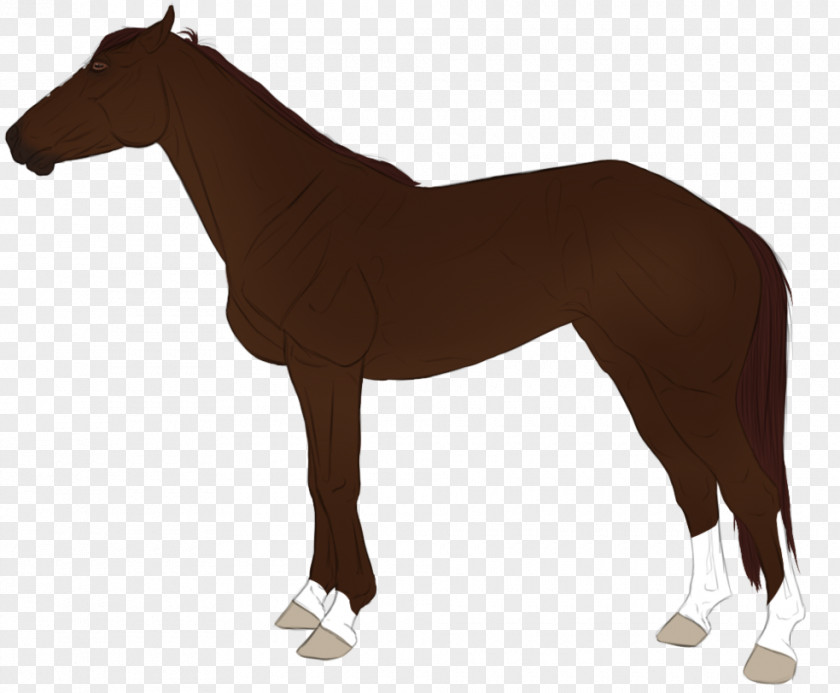 Mustang Foal Stallion Rein English Riding PNG