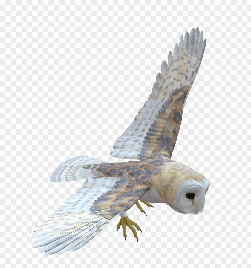 Owls Owl Bird Of Prey Feather PNG