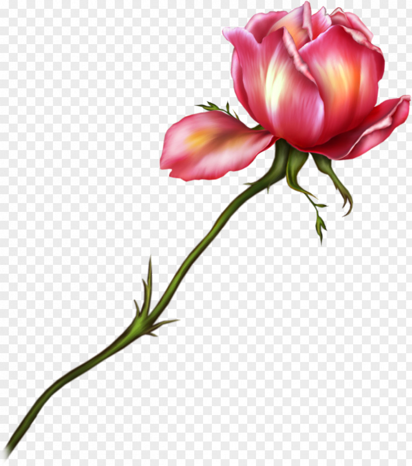 Rose Clipart Garden Roses Drawing Flower Clip Art PNG