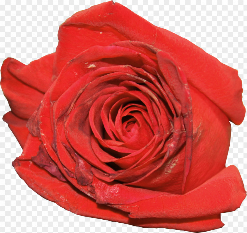 Rose Garden Roses Flower Centifolia Clip Art PNG