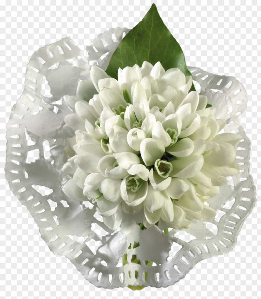 Snowdrop Picture Frames Photography PNG