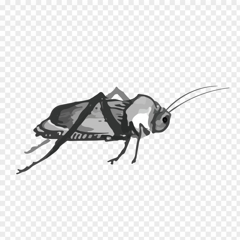 Water Cricket Cockroach Insect PNG