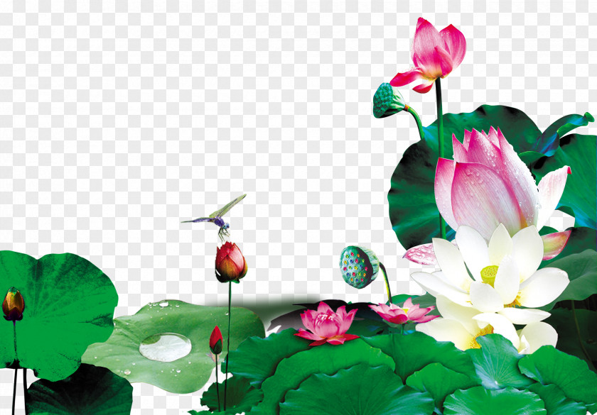 Blooming Lotus Dragonfly Leaf Decoration Background Xiazhi PNG
