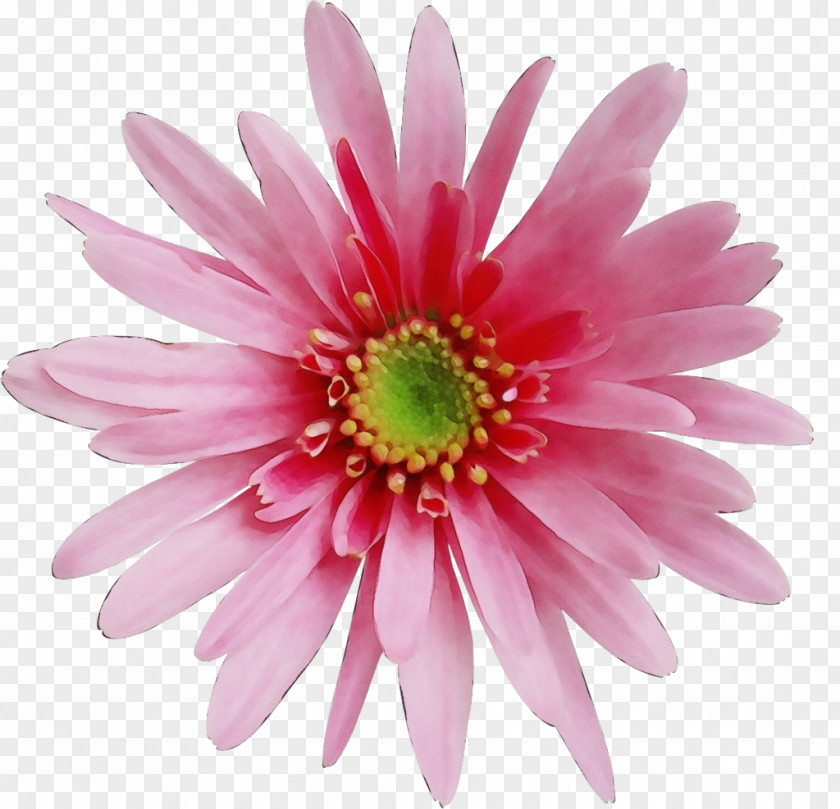 African Daisy Perennial Plant Black And White Flower PNG
