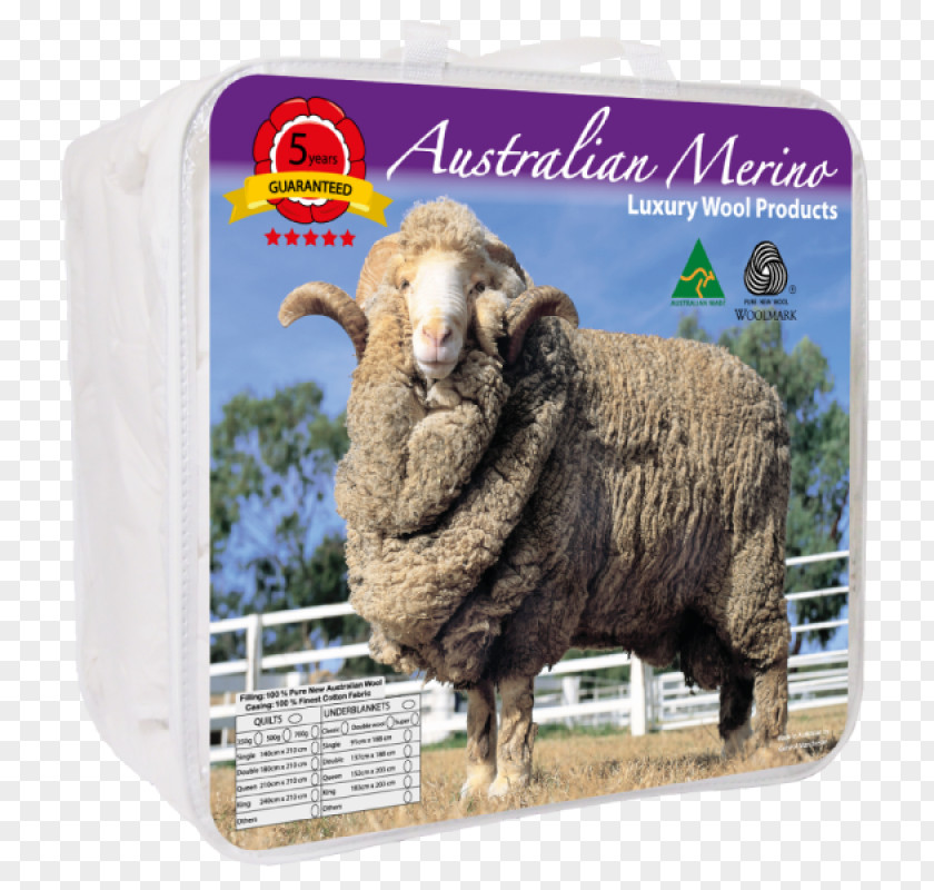 Australia Poll Merino Charollais Sheep Black Welsh Mountain Dorper PNG