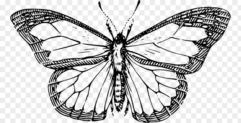 Butterfly Drawing Black And White Line Art Clip PNG