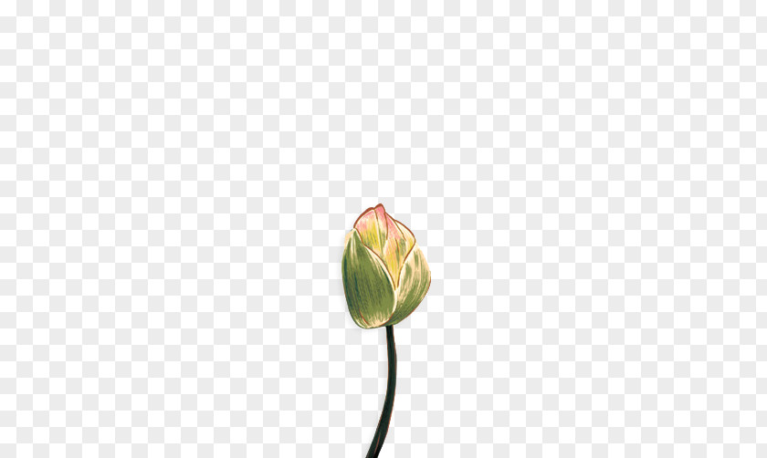 Hand-painted Lotus Tulip Cut Flowers Bud Plant Stem Yellow PNG