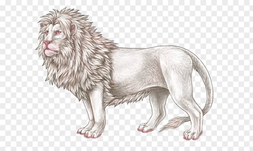 Lion Big Cat Dog Mammal PNG