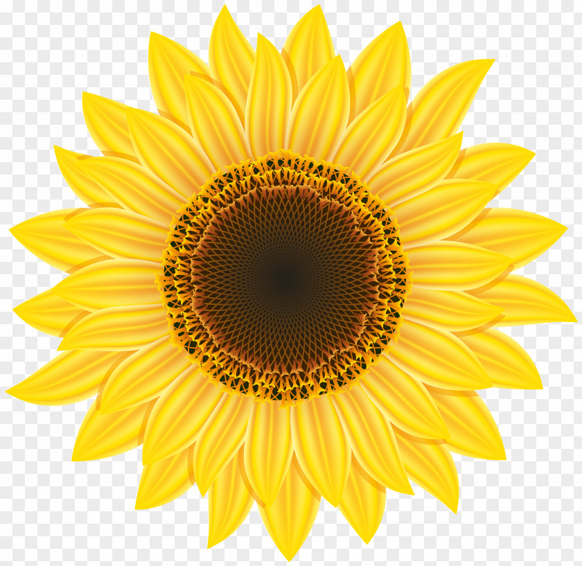 Sunflower Common Pixel Computer File PNG