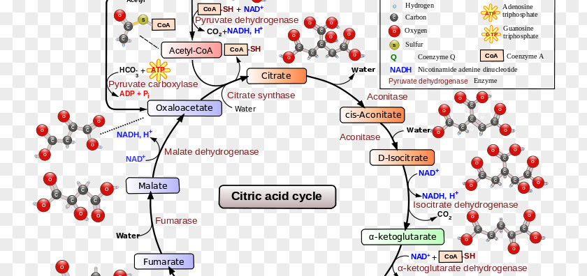 Dynamic Wave Pattern Citric Acid Cycle Cellular Respiration Metabolic Pathway PNG