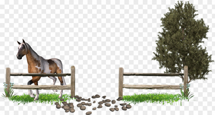 Horse Centerblog Photography PNG