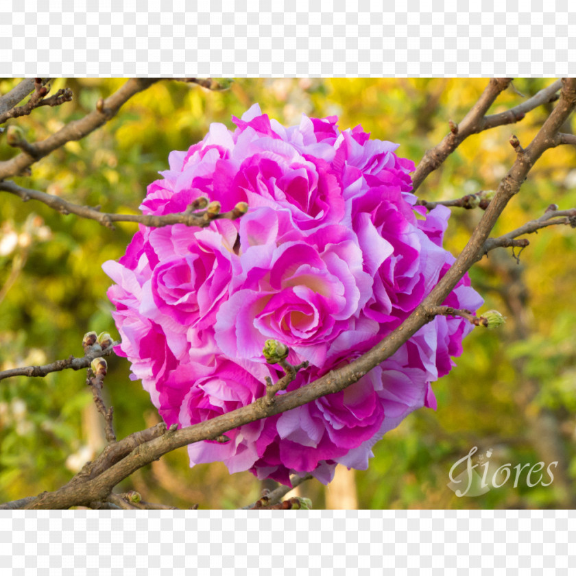 Pom Cabbage Rose Garden Roses Copyright 2016 Floribunda Standard Form Contract PNG