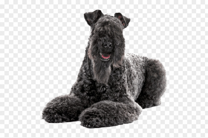 Poodle Kerry Blue Terrier Bedlington American Staffordshire Bull Puppy PNG
