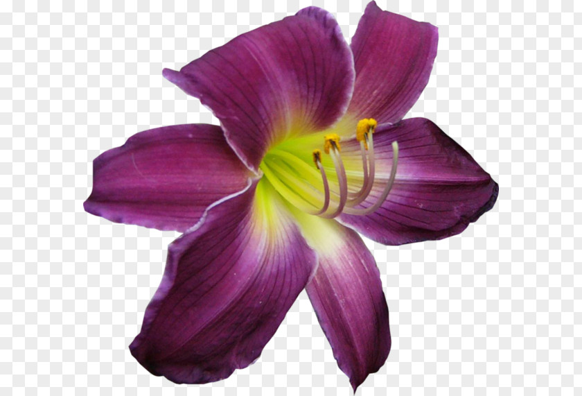 Purple Iris Flower Icon PNG