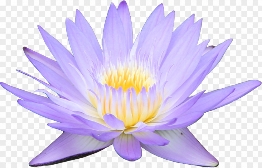 Water Colour Flower Lily Desktop Wallpaper Lilium Aquatic Plants PNG