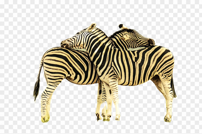 Animal Figure Terrestrial Zebra Wildlife PNG