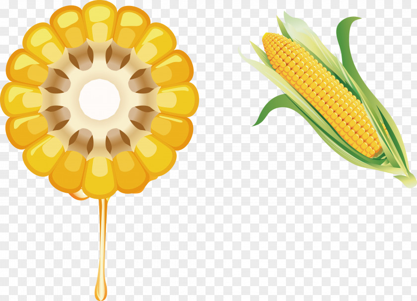 Delicious Corn On The Cob Juice Waxy Vegetable PNG