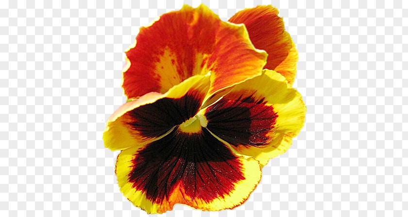 Flower Pansy Petal Close-up PNG