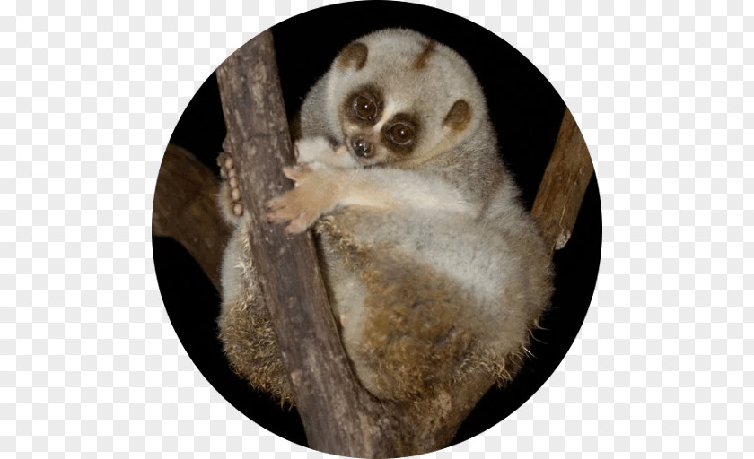 Pygmy Slow Loris Fur Snout Terrestrial Animal PNG