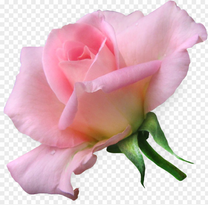 Rose Flower Clip Art Love Garden Roses PNG